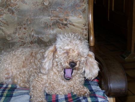 Vanille a sommeil. Dur � 14 ans !