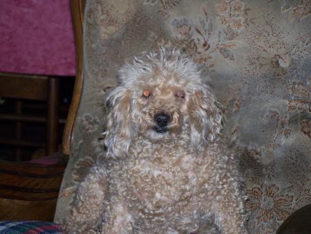 Vanille a aussi trouv� un fauteuil
