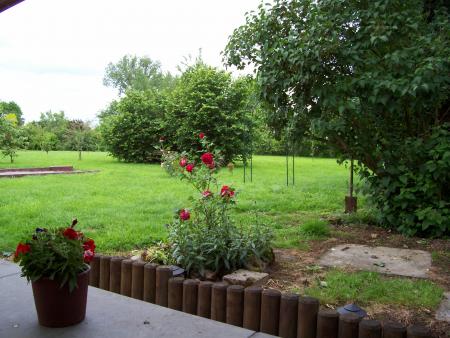 Bons r�sultats pour mes roses cette ann�e-ci