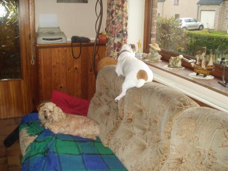 Voil� les toutous. 