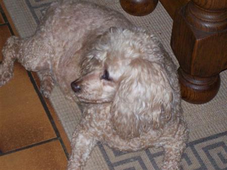 Vanille scrute la porte