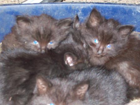 4 beaux petits chatons � donner !!!!